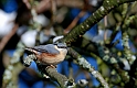 Nuthatch - K